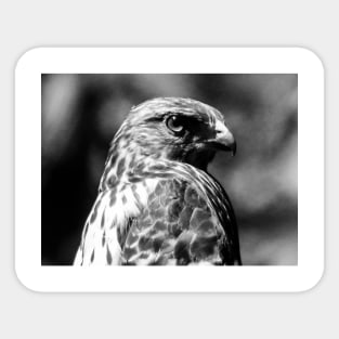 Red-tailed Hawk Sticker